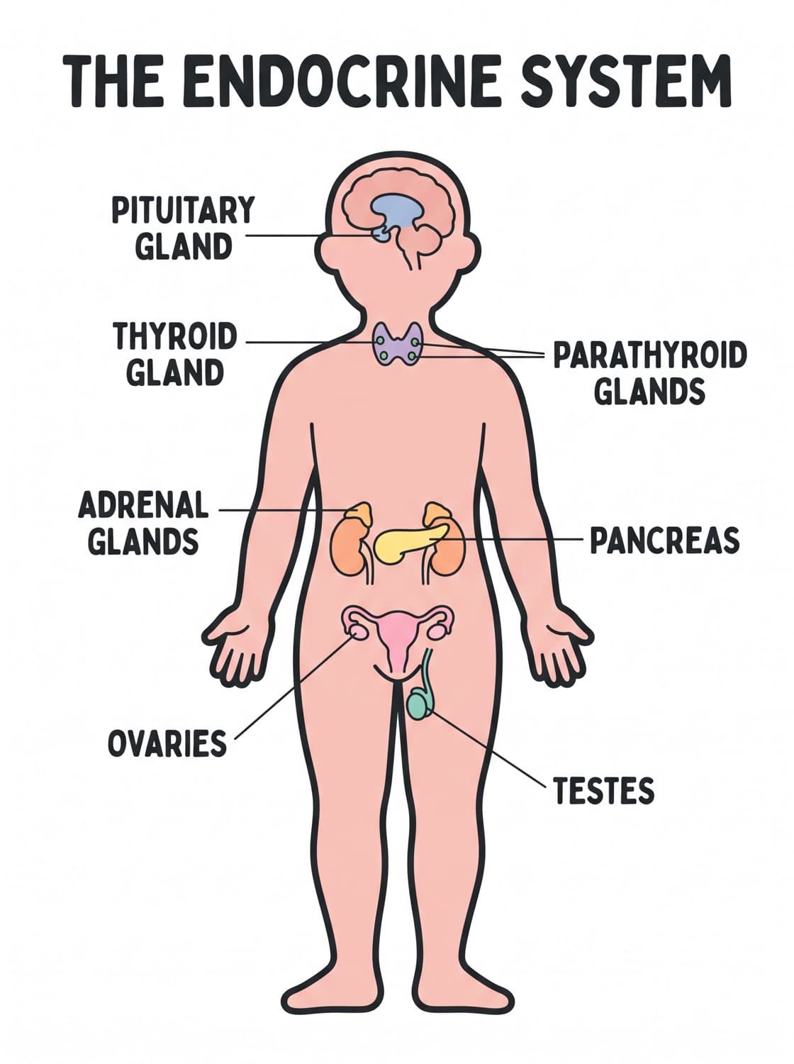Body outline with the pituitary, thyroid, parathyroid, adrenal glands, pancreas and gonads located and labelled.