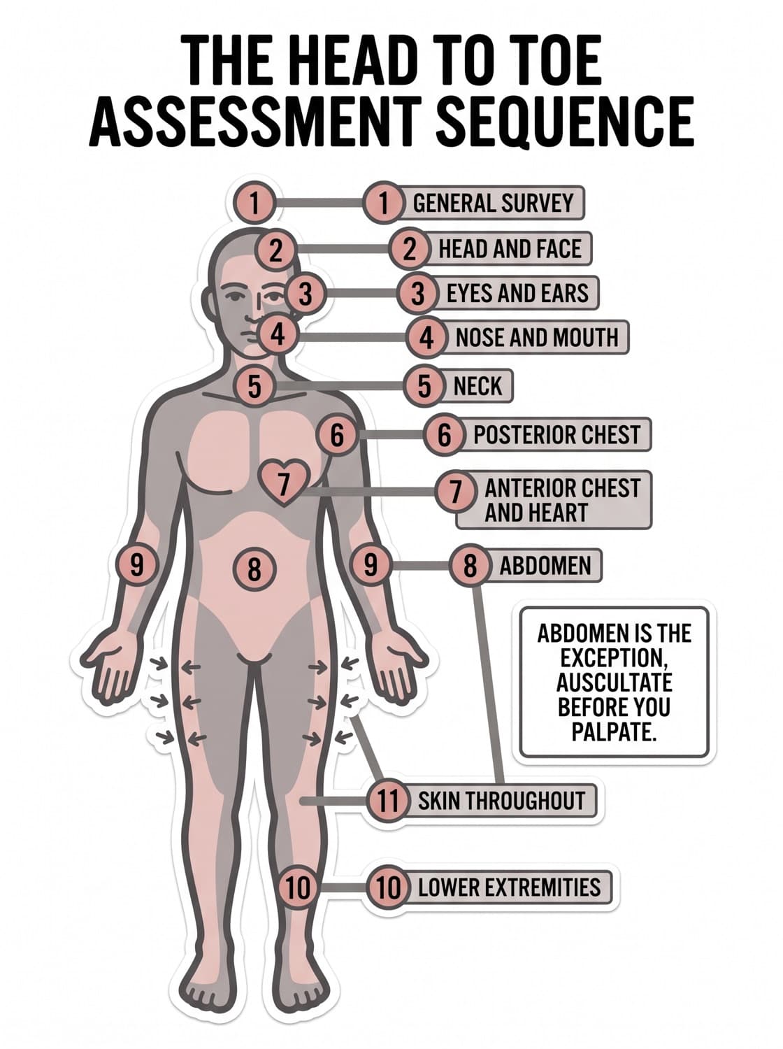 The head to toe assessment sequence numbered down a body outline, with the abdominal exception flagged.